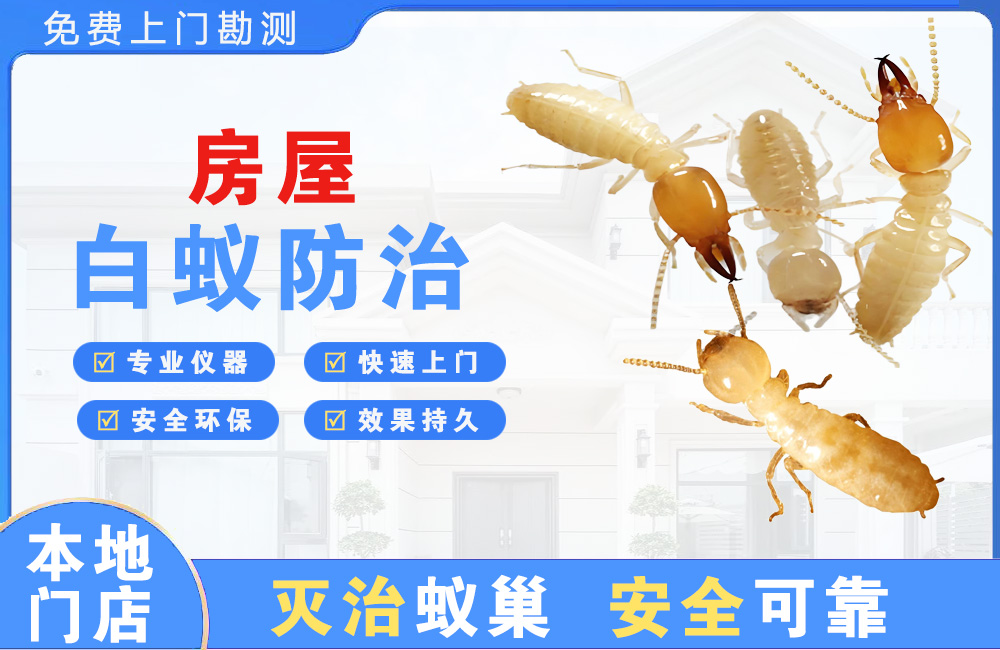 高邮房屋白蚁防治